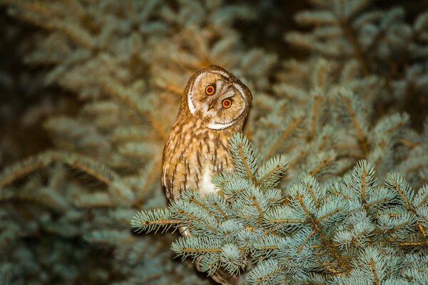 Un hibou est assis sur une branche d épinette