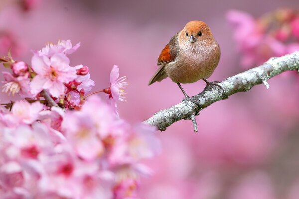 Tierna foto de primavera de un pájaro entre las ramas en flor