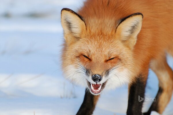 Fuchs Nase Schnee Ohren