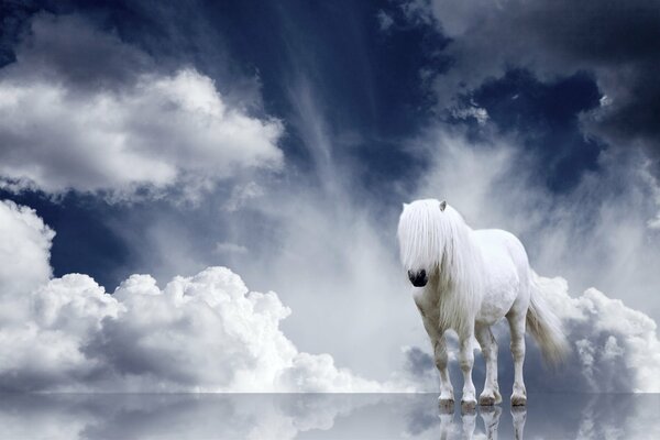 Caballo blanco en el cielo sobre el agua del espejo