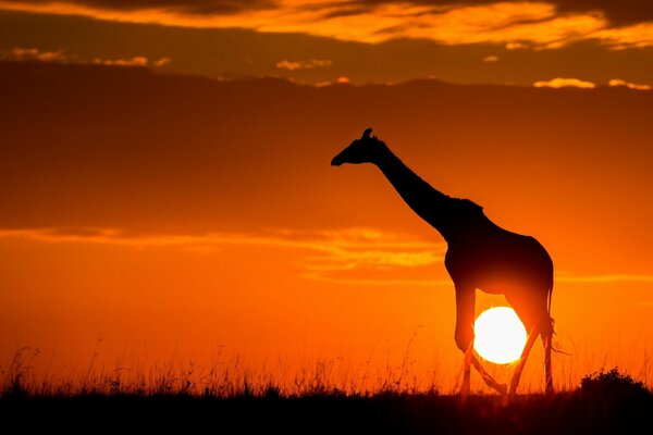 Girafe africaine en cours d exécution au coucher du soleil