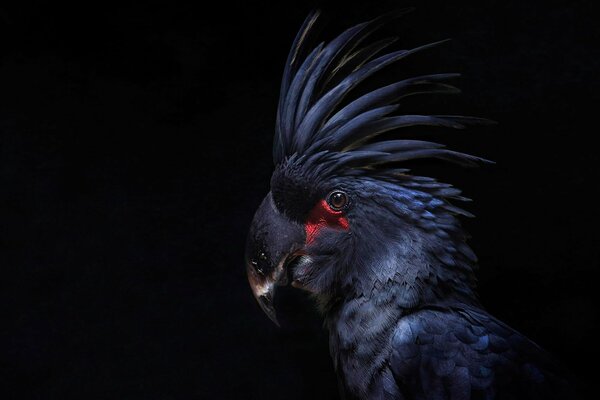 The black cockatoo parrot is very beautiful