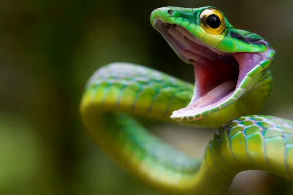 Bright green snake attacks