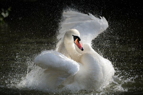 Ein weißer Schwan schwingt seine Flügel