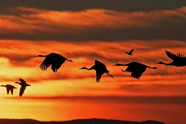 Uno stormo di cicogne vola sullo sfondo del tramonto