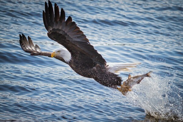 El águila calva lleva a su presa en sus garras