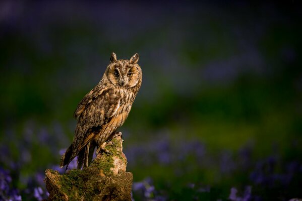 Fond d écran Hibou avec des fleurs