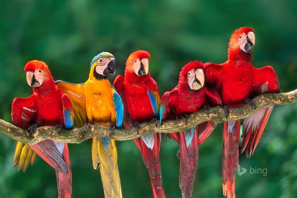 Четыре красных попугая ара и один жёлтый
