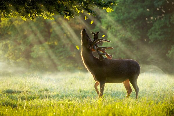 I cervi all alba si crogiolano nel sole del mattino sotto la pioggia estiva