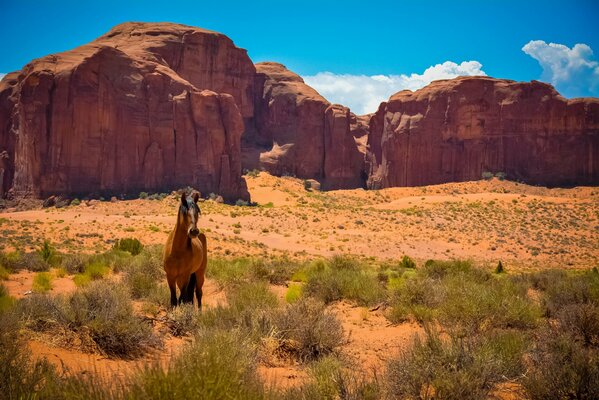 Mustang na tle skał w Monument Valley. Stany Zjednoczone. Arizona. Utah