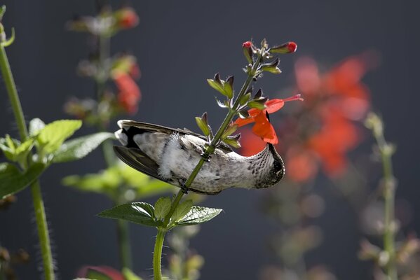 Il colibrì raccoglie il nettare dai fiori