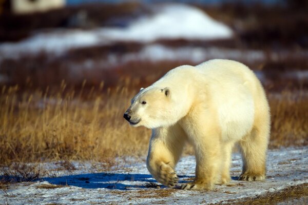 Polar Bear Walk