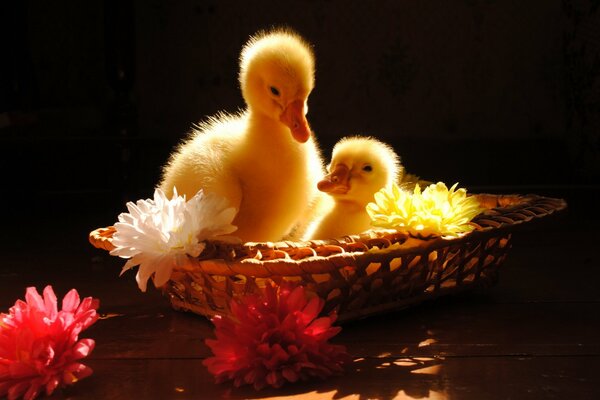 The bright sun shines on the little goslings