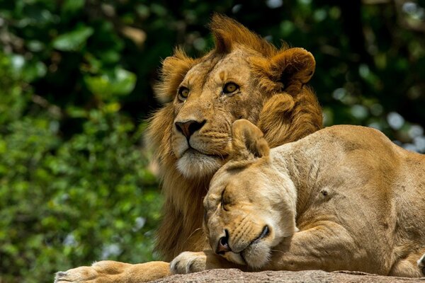 Couple de lions au repos sur fond de nature