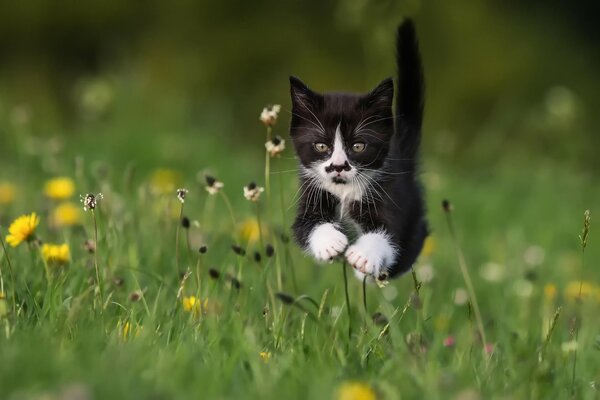 A little kitten in a meadow in summer