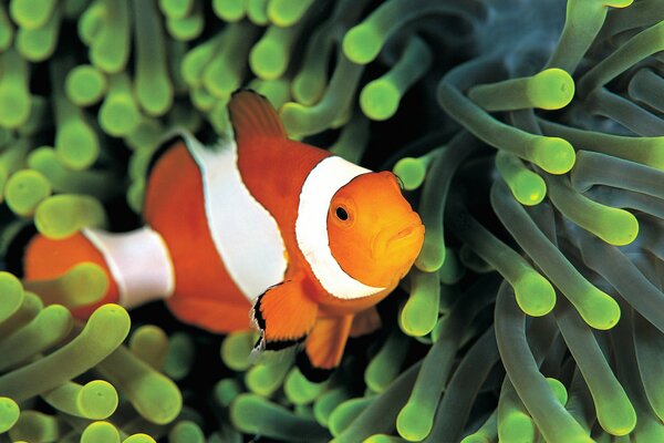 Beautiful aquarium fish under water