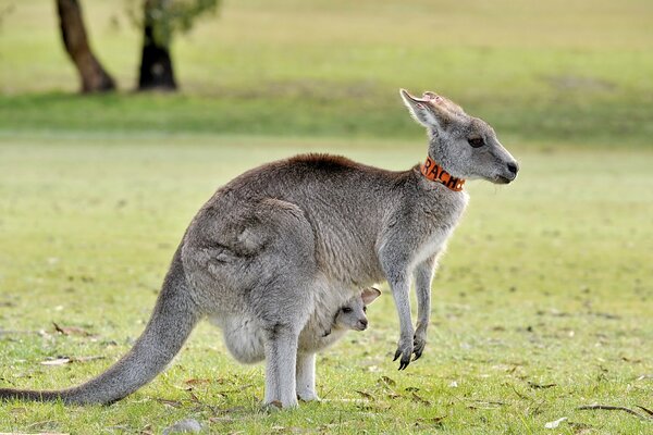 Kangaroo with a cub in nature