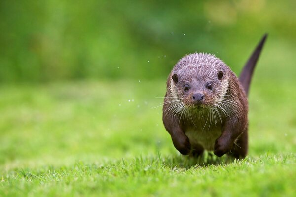 Otter runs along the river bank