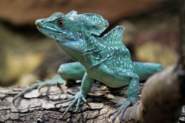 A blue lizard on a tree branch