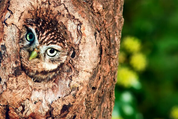 Un hibou furtivement du creux d un arbre