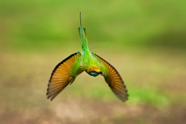 En la foto borrosa verde inusual pájaro