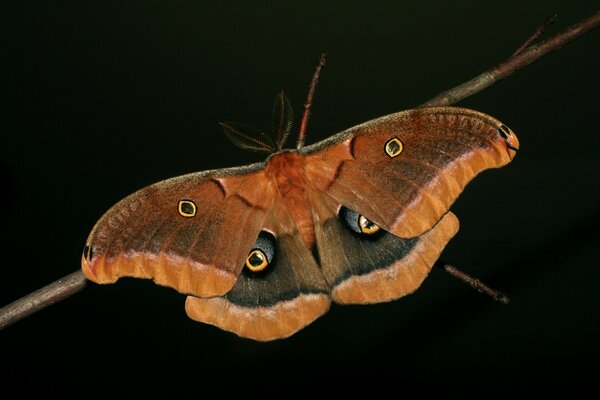 Ein geflügelter Schmetterling hängt an einem Ast