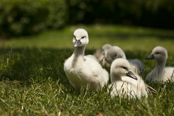 Los polluelos de cisne se dirigen a través de la hierba