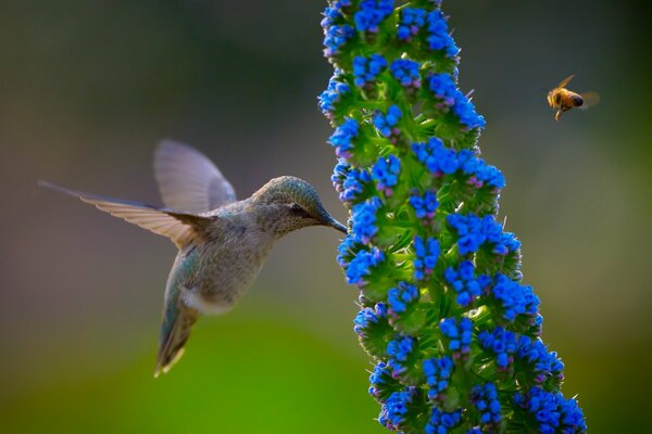 Calibri naturaleza flor azul