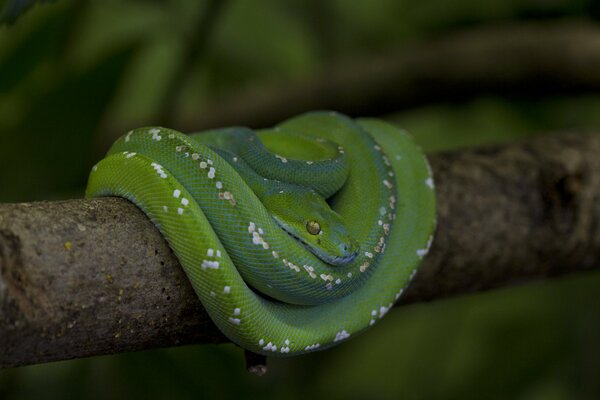 A snake with green scales is lying on a branch