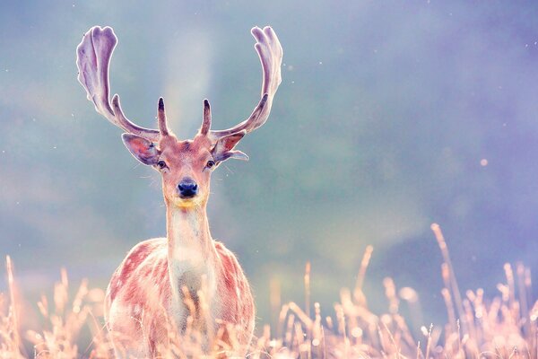 Deer. golden light through the grass