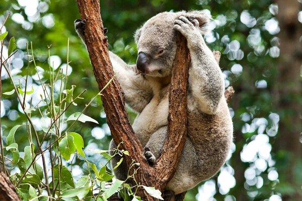 Koala scratches his head sitting on a branch