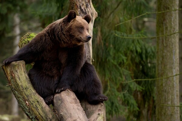 Braunbär sitzt auf einem Baum im Wald