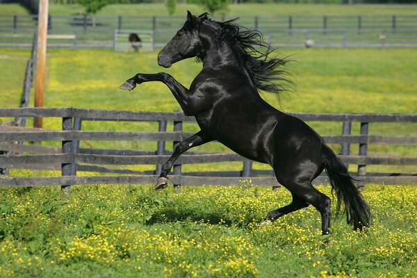 Cheval herbe clôture fleurs