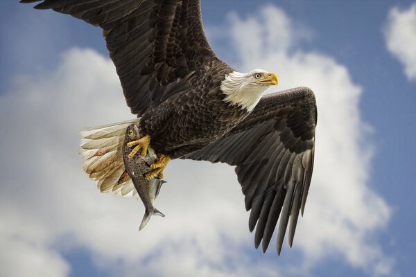 Águila calva pájaro cielo