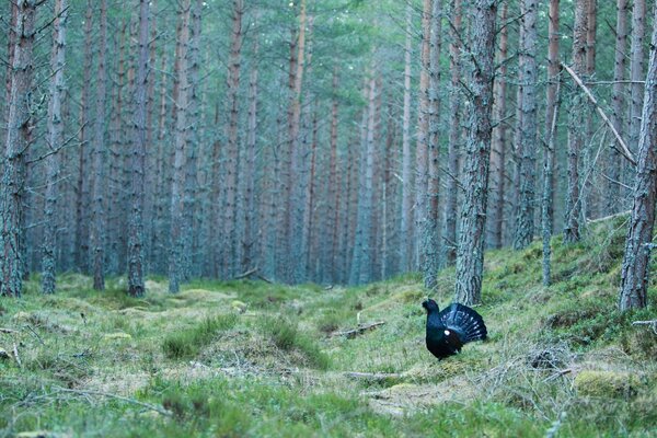 A capercaillie walks through the autumn forest