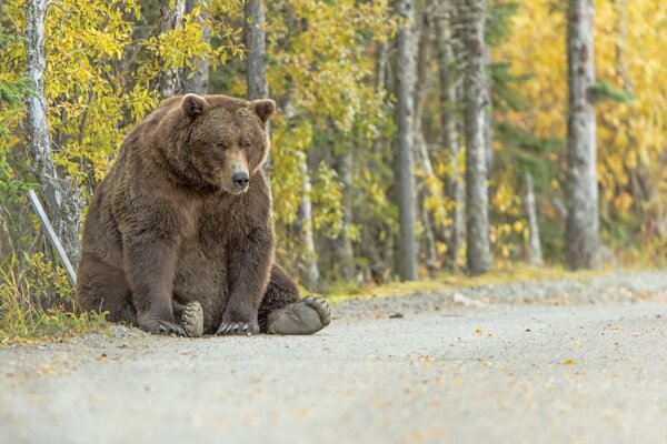 Ours brun accroupi sur la route