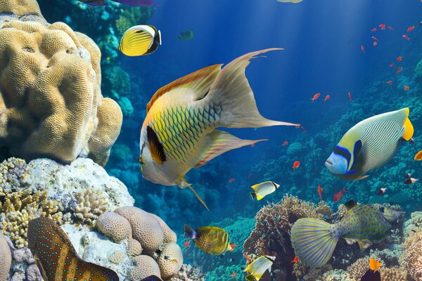 Arrecife de Coral en el océano bajo el agua