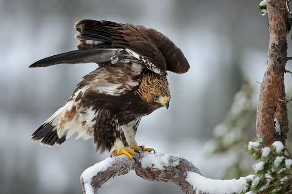 Aquila sul pino invernale