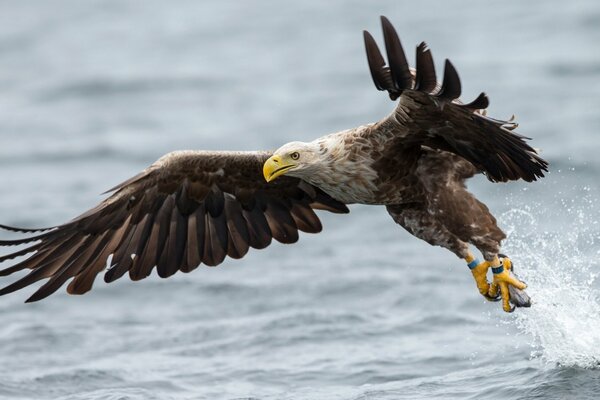 Aquila dalla coda bianca allarga le ali sull acqua