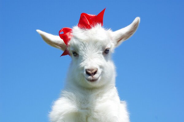 Jolie chèvre blanche avec un arc rouge sur la tête