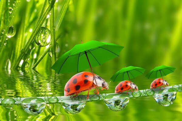 Coccinelles sous les parapluies verts