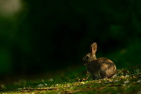 A gray hare in the forest