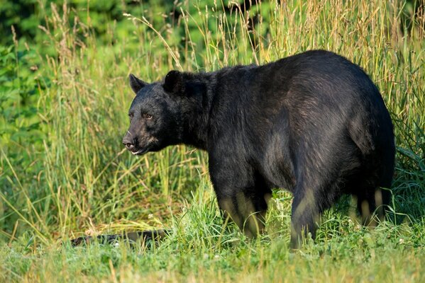 Amerikanischer Schwarzbär versteckt sich im Gras