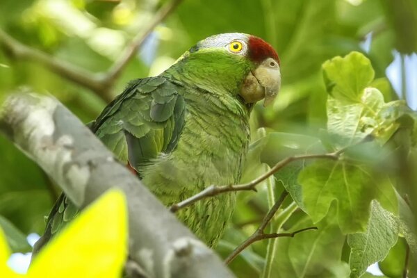 Green-cheeked Amazon in green foliage