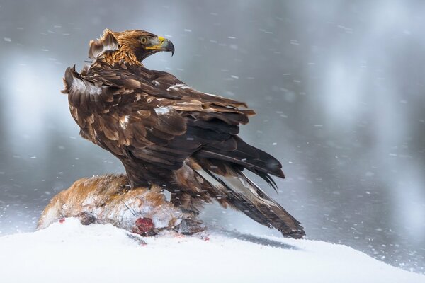 Самый крупный орел на снегу
