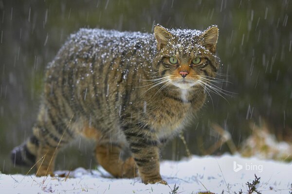 European forest cat under the snow