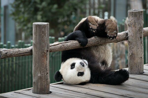 Panda hanging from a wooden fence