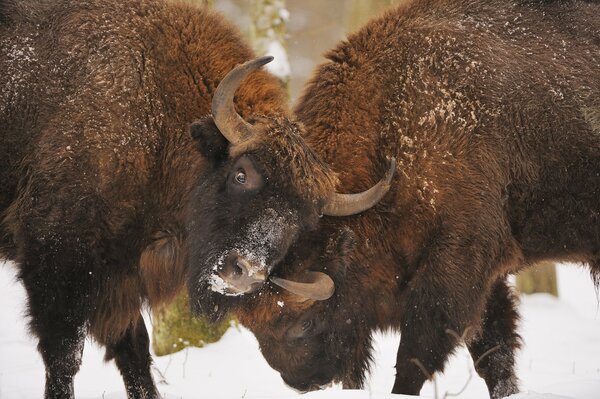 Bisons gerieten in einen brutalen Kampf