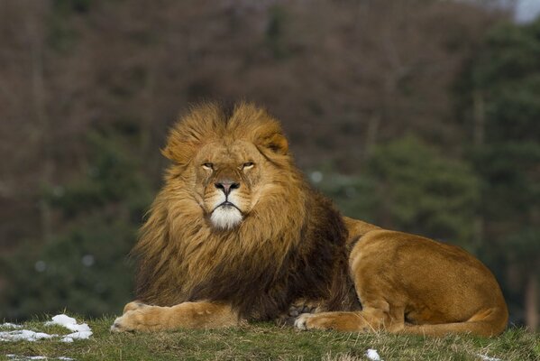 The lion lies on the grass and watches