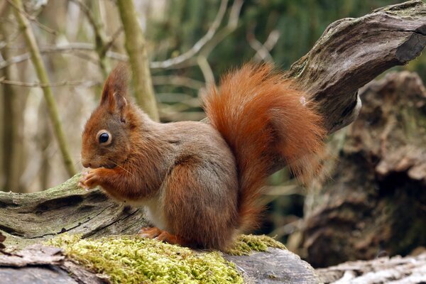 Beautiful squirrel on a forest background